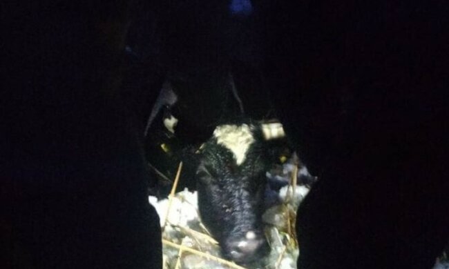 600-килограммовый бык провалился под лед в Харькове, фото: спасатели бросились на помощь