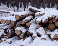 В Киеве незаконно вырубают деревья прямо "под носом" у полиции: "Почти каждую ночь вывозят..."