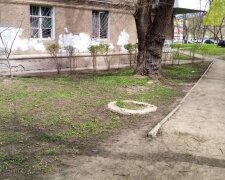 В Одессе массово потравили животных: вопиющие кадры ЧП