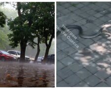 После дождя в Одессе повылазили змеи, кадры: "много возле моря и в центре города"