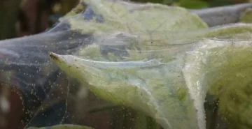паутинный клещ