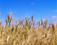 поле пшеница зерновые