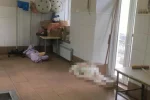 "Валяються тіла і повна антисанітарія": що діється в харківському морзі, моторошні кадри