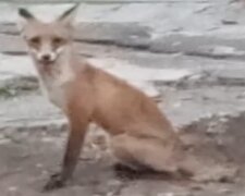 Днепр атакуют лисицы, кадры: "Стали частыми гостями"