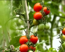 Чем прикормить помидоры летом: фермер назвал лучшие удобрения