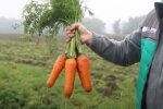 Секрет вирощування моркви