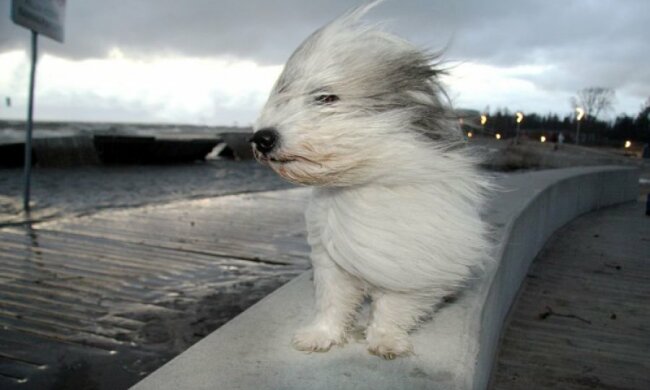 зима, ветер, собака, псяка