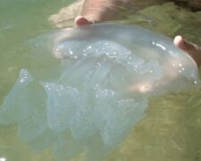 "Жалять і залишають опіки": відпочиваючих налякали величезні медузи на пляжах Одеси, відео