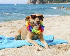 Перший пляж для собак відкрили в Іспанії