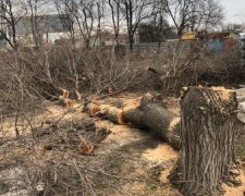 Дерева почали масово знищувати в Одесі, фото: "все заради АЗС"