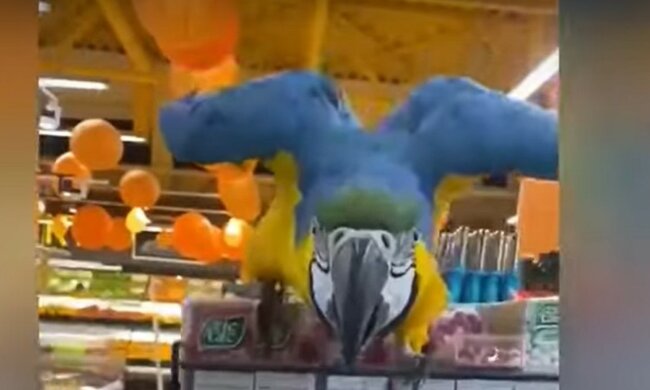Жовто-блакитний папуга влаштував дебош у харківському супермаркеті: кумедне відео