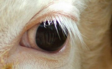 глаз альбинос животное