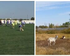 "Замість спортсменів бігають кози": на що перетворили новий стадіон, кадри