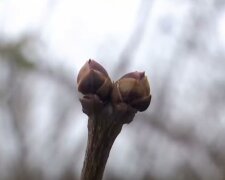 прогноз погоди у Львові на 15 березня