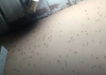 "Я такого в житті не бачив": комарі виживають туристів з номерів на українському курорті, кадри навали