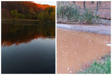 Озеро превратилось в болото в киевском парке, кадры: исчезли все утки и рыба