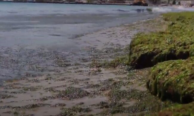 В Одессе море позеленело и превратилось в жижу: видео происходящего