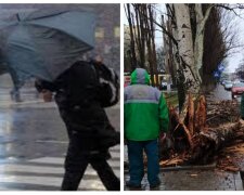 Негода накоїла бід в Одесі, повалені дерева і паралізовано рух транспорту: кадри НП