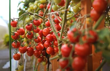 Как сделать свои семена из помидоров и перца | День дачника