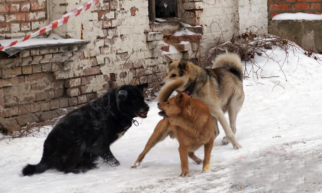 Стая собак набросилась на ребенка в Днепре: «пытался с ней ласково разговаривать»