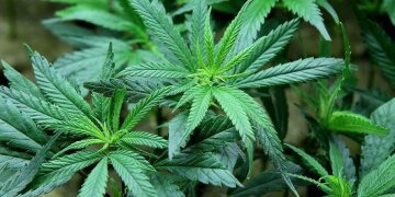 marijuana-legalization