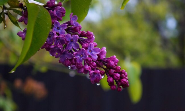 погода, весна, сирень, цветы