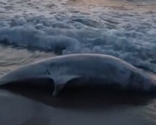 Мертвых дельфинов стало выбрасывать на одесское побережье: видео облетело сеть