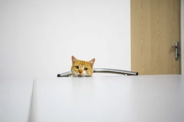 47398177_1473959832738404_3636359096522768384_n-640×427