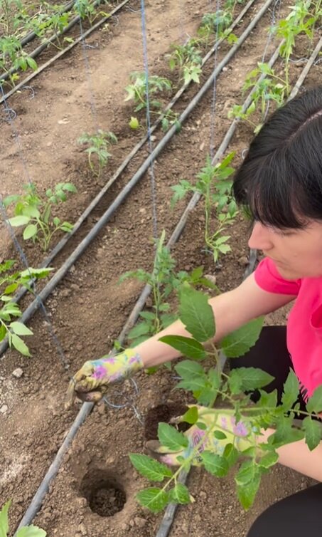 як посадити помідори
