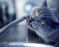 Cats_Water_Glance_Tap_438454