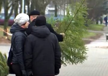 Запрацювали ялинкові базари: у скільки українцям обійдеться новорічне дерево