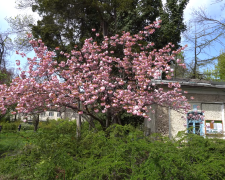 Прогноз погоди на тиждень з 27 квітня до 3 травня у Запоріжжі