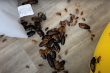 тараканы, насекомые