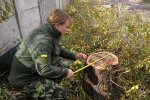 у заповідному урочищі "Дубки" незаконно обрізали дерева