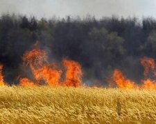 Днепрянин устроил масштабный пожар в поле, кадры: сгорели десятки гектар