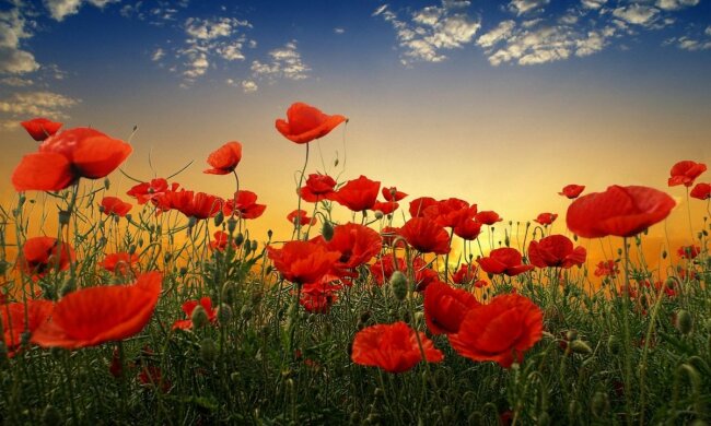 День памяти и примирения 8 мая: все, что нужно знать о празднике