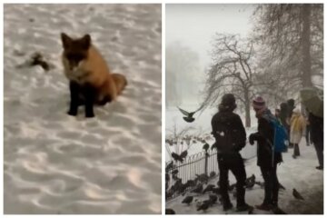 По Киеву разгуливает лиса, которая не боится людей и дружит с собаками: видео
