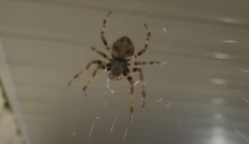Павуки в будинку