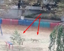 У Харкові на дитячому майданчику бігають хижаки, відео: "У цьому районі вони часті гості"