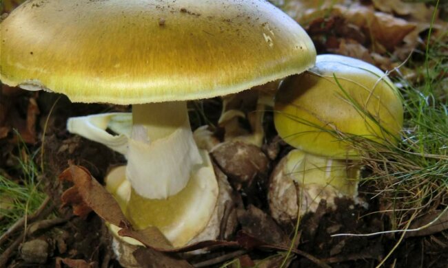 бледная поганка