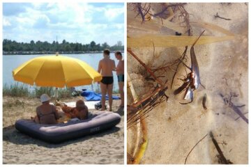 "Укус похож на пчелиный": водяные скорпионы заполонили озера, украинцев предупредили
