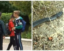 Гадюки облаштували собі "гніздо" прямо в школі: отруйні змії загрожують десяткам дітей
