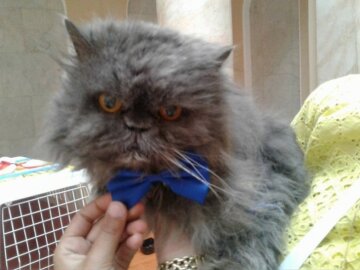 В Одессе умер самый старый кот страны (фото)