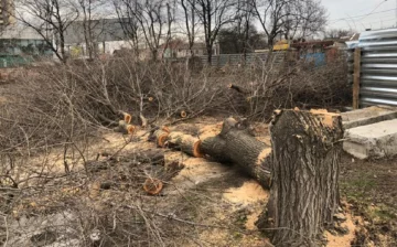 Деревья  принялись массово уничтожать в Одессе, фото: "всё ради АЗС"