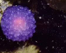 Ученые обнаружили на дне океана таинственную фиолетовую сферу (видео)
