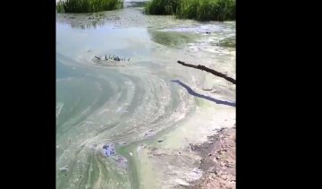 у Дніпрі вода стала зеленою: скрін відео