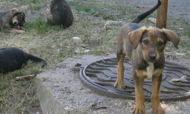 "Пострадал от коронавируса": в Днепре щенка выбросили на улицу, посчитав заразным