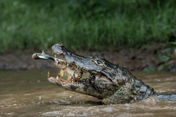 Picture taken in the Brazilian Pantanal... when I downloaded the CF did not want to believe it .... The nature knows we always give magnificent events but sometimes extraordinary