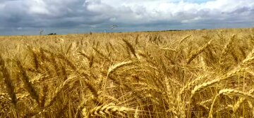 Від українського зерна залежить доля 125 мільйонів людей із бідних країн – ЗМІ