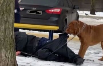"Собака нашла решение": в Харькове пес волочил домой своего пьяного хозяина, видео